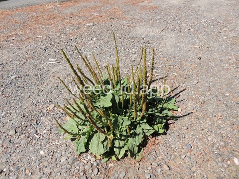 plantain, broadleaf